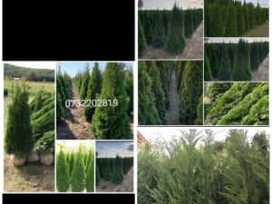 Vând tuia leylandi chiparos — miniatura 2