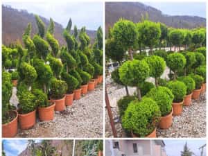 Vând tuia leylandi chiparos — miniatura 3