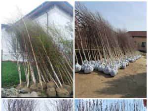 Vând tuia leylandi chiparos — miniatura 4