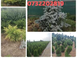 Vând tuia leylandi chiparos — miniatura 5