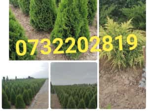 Vând tuia leylandi chiparos — miniatura 6