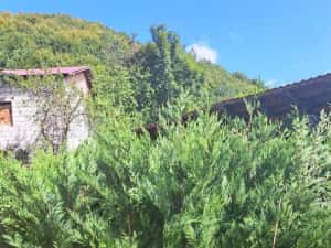 Vând tuia leylandi chiparos — miniatura 7