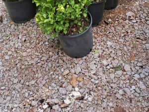 Vând tuia leylandi chiparos — miniatura 8