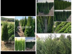 Vând tuia leylandi chiparos — miniatura 10