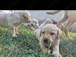 Labrador puiuti