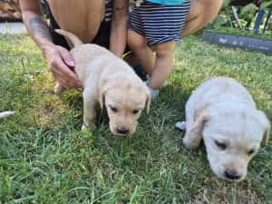 Labrador puiuti — miniatura 2