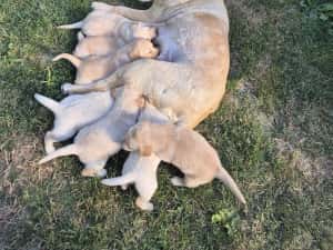 Labrador puiuti — miniatura 3