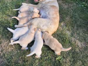 Labrador puiuti — miniatura 4