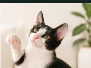 Pisicuta pentru adoptie,pui de pisicuta de adoptat,pisicuta frumoasa,pisica adoptie
