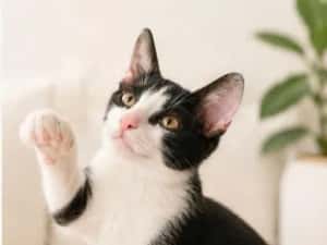 Pisicuta pentru adoptie,pui de pisicuta de adoptat,pisicuta frumoasa,pisica adoptie — miniatura 3