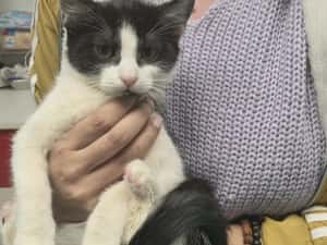 Pisicuta pentru adoptie,pui de pisicuta de adoptat,pisicuta frumoasa,pisica adoptie — miniatura 4
