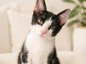 Pisicuta pentru adoptie,pui de pisicuta de adoptat,pisicuta frumoasa,pisica adoptie — miniatura 5