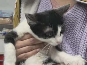 Pisicuta pentru adoptie,pui de pisicuta de adoptat,pisicuta frumoasa,pisica adoptie — miniatura 6