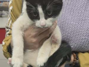 Pisicuta pentru adoptie,pui de pisicuta de adoptat,pisicuta frumoasa,pisica adoptie — miniatura 7