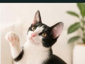 Pisicuta pentru adoptie,pui de pisicuta de adoptat,pisicuta frumoasa,pisica adoptie — miniatura 8