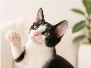 Pisicuta pentru adoptie,pui de pisicuta de adoptat,pisicuta frumoasa,pisica adoptie — miniatura 9
