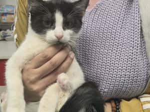 Pisicuta pentru adoptie,pui de pisicuta de adoptat,pisicuta frumoasa,pisica adoptie — miniatura 10