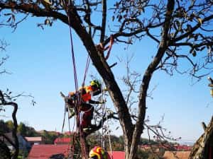 Toaletare Copaci Arbori - Ingrijire arbori Pomi Fructiferi Garduri Vii — miniatura 2