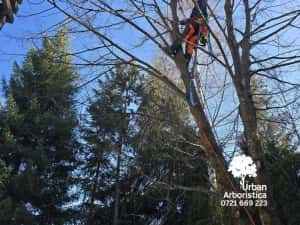 Toaletare Copaci Arbori - Ingrijire arbori Pomi Fructiferi Garduri Vii — miniatura 3
