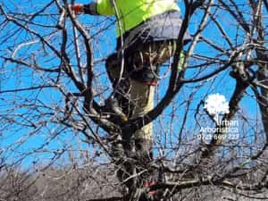 Toaletare Copaci Arbori - Ingrijire arbori Pomi Fructiferi Garduri Vii — miniatura 4