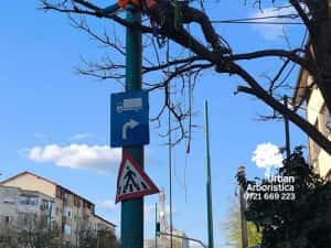 Toaletare Copaci Arbori - Ingrijire arbori Pomi Fructiferi Garduri Vii — miniatura 5