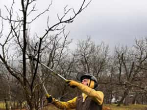 Toaletare Copaci Arbori - Ingrijire arbori Pomi Fructiferi Garduri Vii — miniatura 7