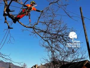 Toaletare Copaci Arbori - Ingrijire arbori Pomi Fructiferi Garduri Vii — miniatura 8