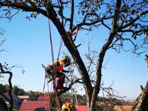 Toaletare Copaci Arbori - Ingrijire arbori Pomi Fructiferi Garduri Vii — miniatura 10