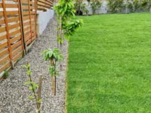 Gazon Rulou de Calitate – Totul Inclus, Fără Bătăi de Cap — miniatura 4