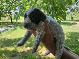 Lagotto Romagnolo