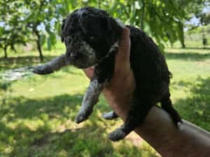 Lagotto Romagnolo — miniatura 2