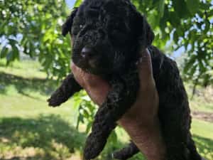 Lagotto Romagnolo — miniatura 3