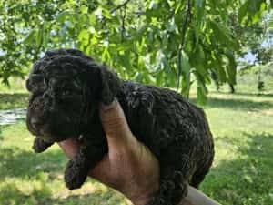 Lagotto Romagnolo — miniatura 4