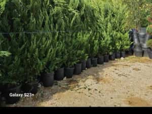 Leylandii de mai multe dimensiuni