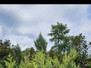 Leylandii de mai multe dimensiuni — miniatura 3
