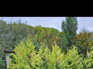 Leylandii de mai multe dimensiuni — miniatura 4