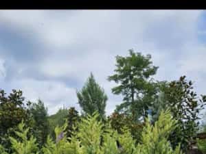 Leylandii de mai multe dimensiuni — miniatura 7