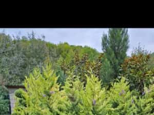 Leylandii de mai multe dimensiuni — miniatura 8