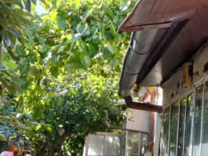 Casa +teren 266 mp București Viilor — miniatura 2