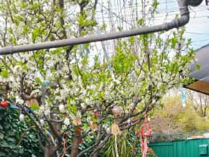 Casa +teren 266 mp București Viilor — miniatura 3