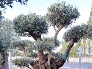 Palmieri, maslini, bonsai, banani, plante ornamentale, amenajam gradini — miniatura 2