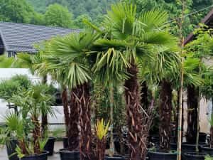 Palmieri, maslini, bonsai, banani, plante ornamentale, amenajam gradini — miniatura 3