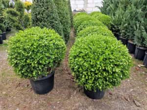 Palmieri, maslini, bonsai, banani, plante ornamentale, amenajam gradini — miniatura 6