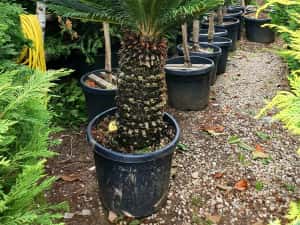 Palmieri, maslini, bonsai, banani, plante ornamentale, amenajam gradini — miniatura 7