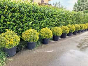 Palmieri, maslini, bonsai, banani, plante ornamentale, amenajam gradini — miniatura 8