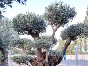 Palmieri, maslini, bonsai, banani, plante ornamentale, amenajam gradini — miniatura 10
