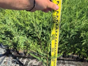 Leylandii 50/70/90cm producator — miniatura 6