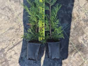 Leylandii 50/70/90cm producator — miniatura 7