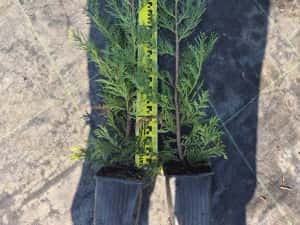 Leylandii 50/70/90cm producator — miniatura 8