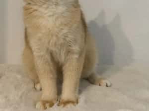 British golden sheel — miniatura 4